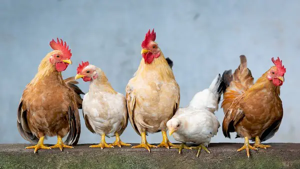 What Is The Group Of Chickens Called