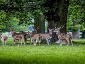 what is a group of deer called